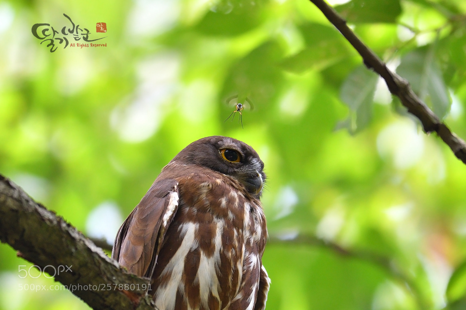 Nikon D500 sample photo. Mosquito photography