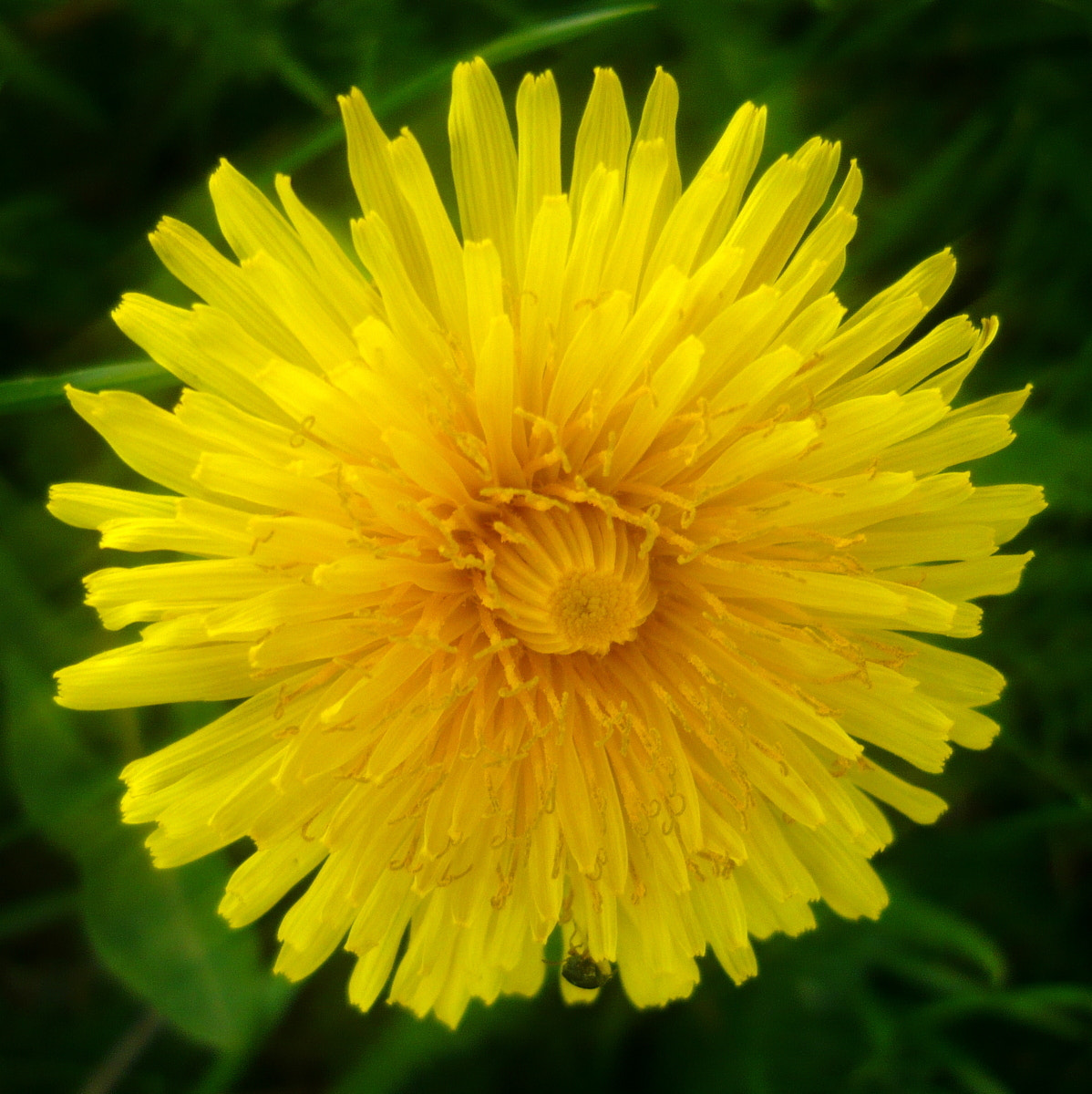 Panasonic Lumix DMC-LS80 sample photo. Dandelion photography