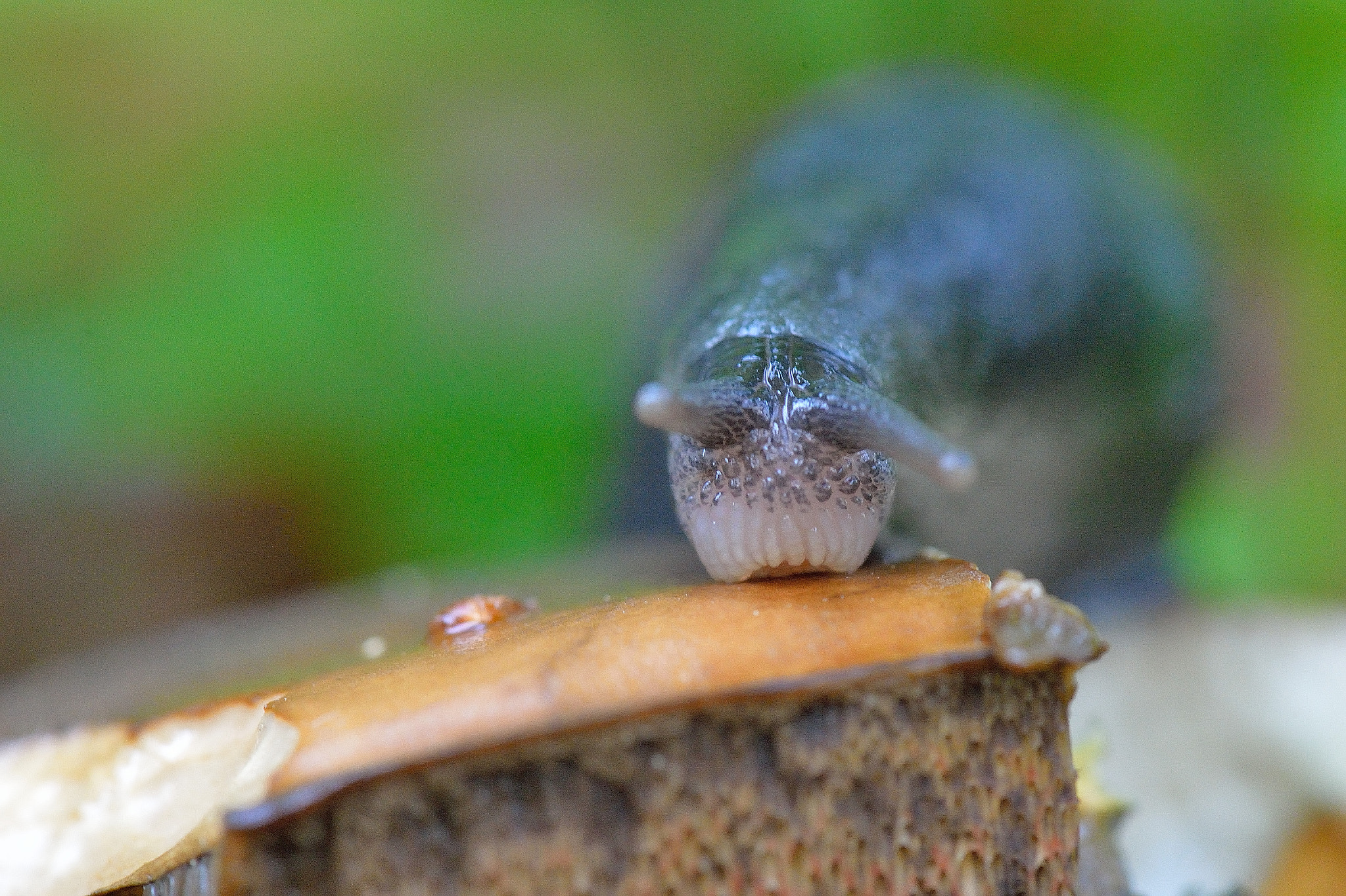 Nikon Df + Nikon AF-S Micro-Nikkor 105mm F2.8G IF-ED VR sample photo. Hitting the lunch photography