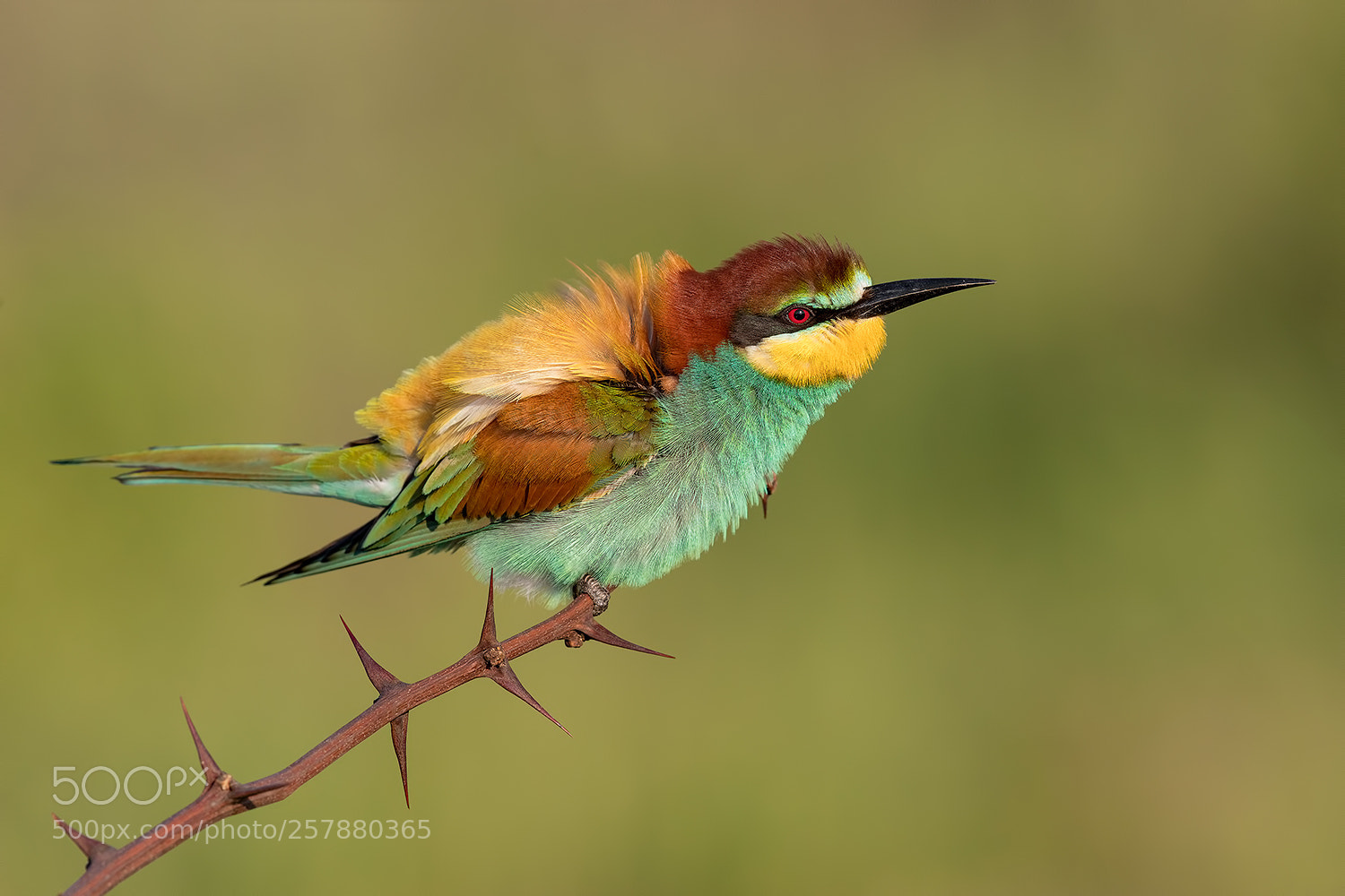 Canon EOS 5D Mark IV sample photo. Bee eater portrait ! photography