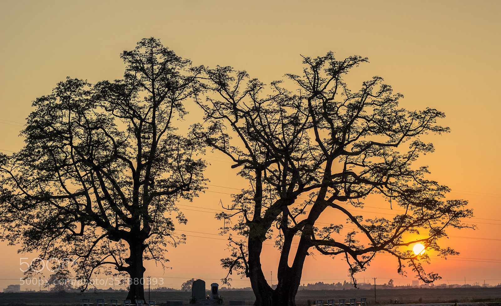 Canon EOS 600D (Rebel EOS T3i / EOS Kiss X5) sample photo. Bombax ceiba photography