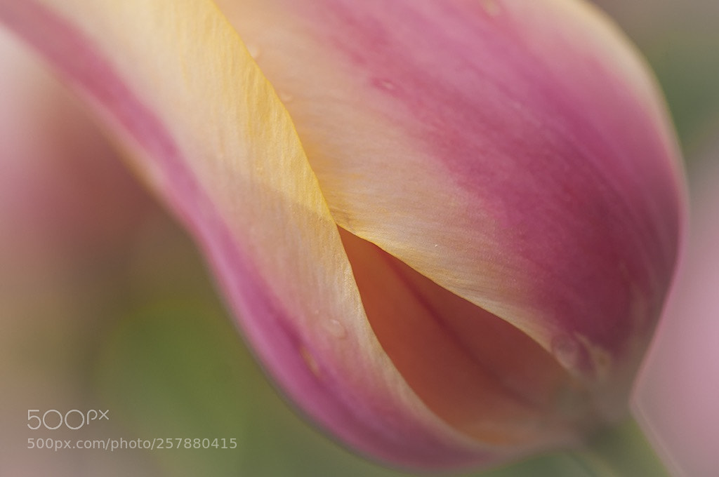 Nikon D300S sample photo. Tulip.. photography