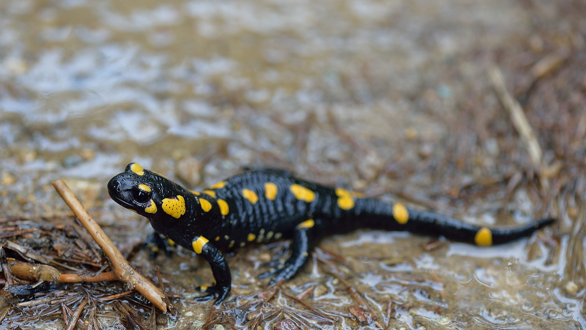 Nikon Df + Nikon AF-S Micro-Nikkor 105mm F2.8G IF-ED VR sample photo. Swamp after the rain photography