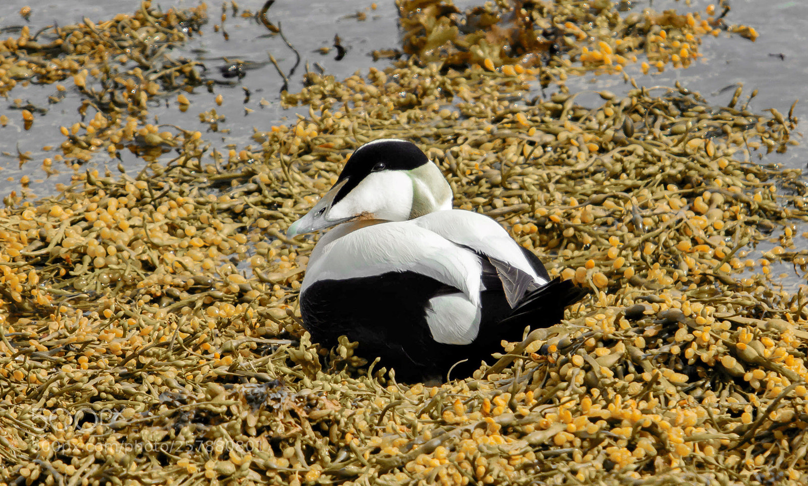 Canon EOS 600D (Rebel EOS T3i / EOS Kiss X5) sample photo. Eider photography