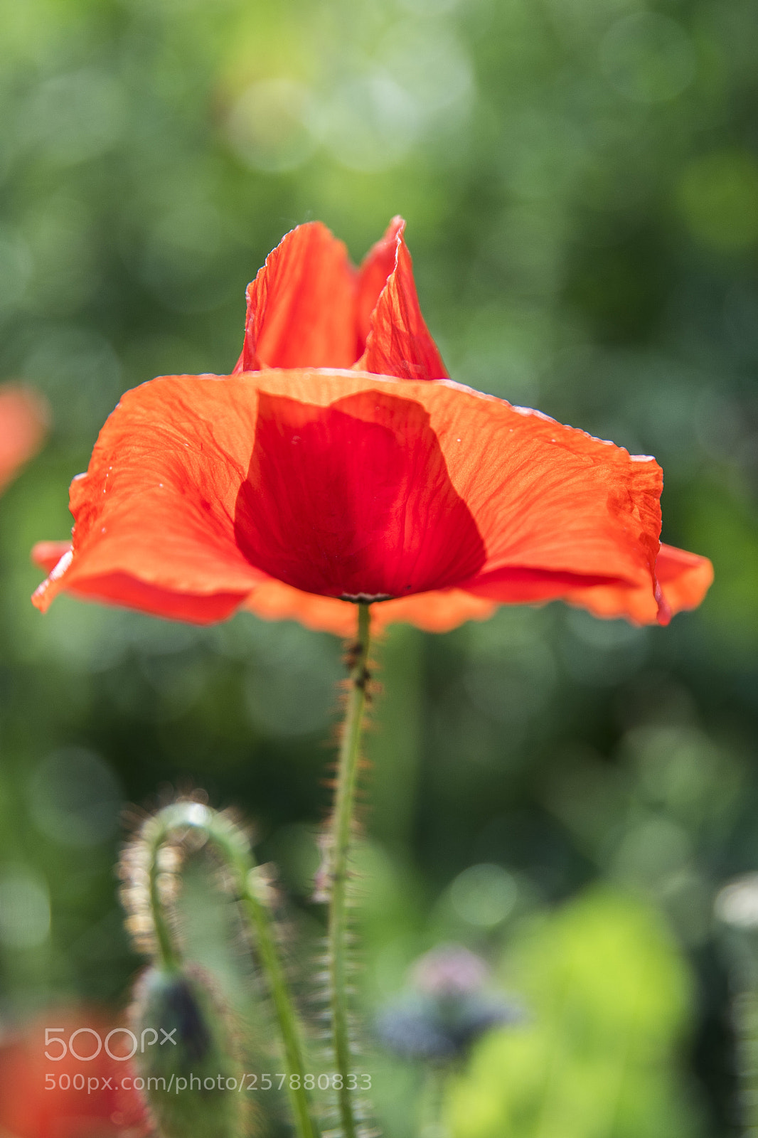 Nikon D750 sample photo. Untitled photography