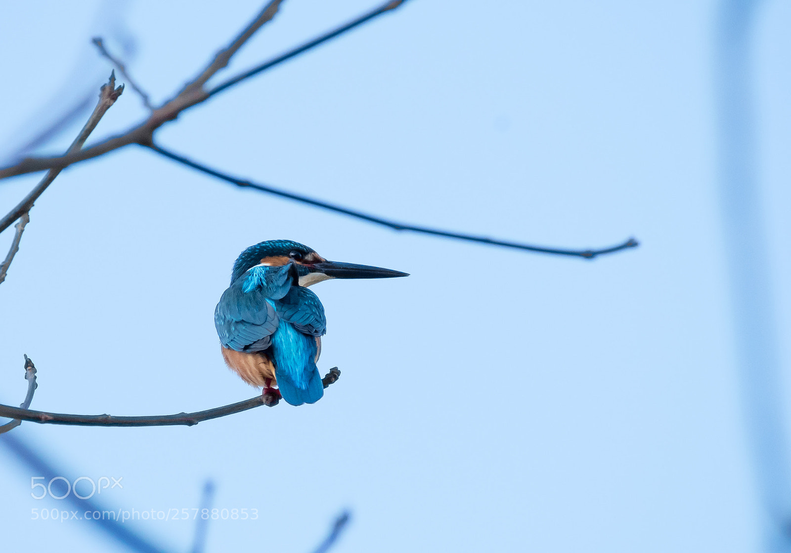 Nikon D500 sample photo. Common kingfisher photography
