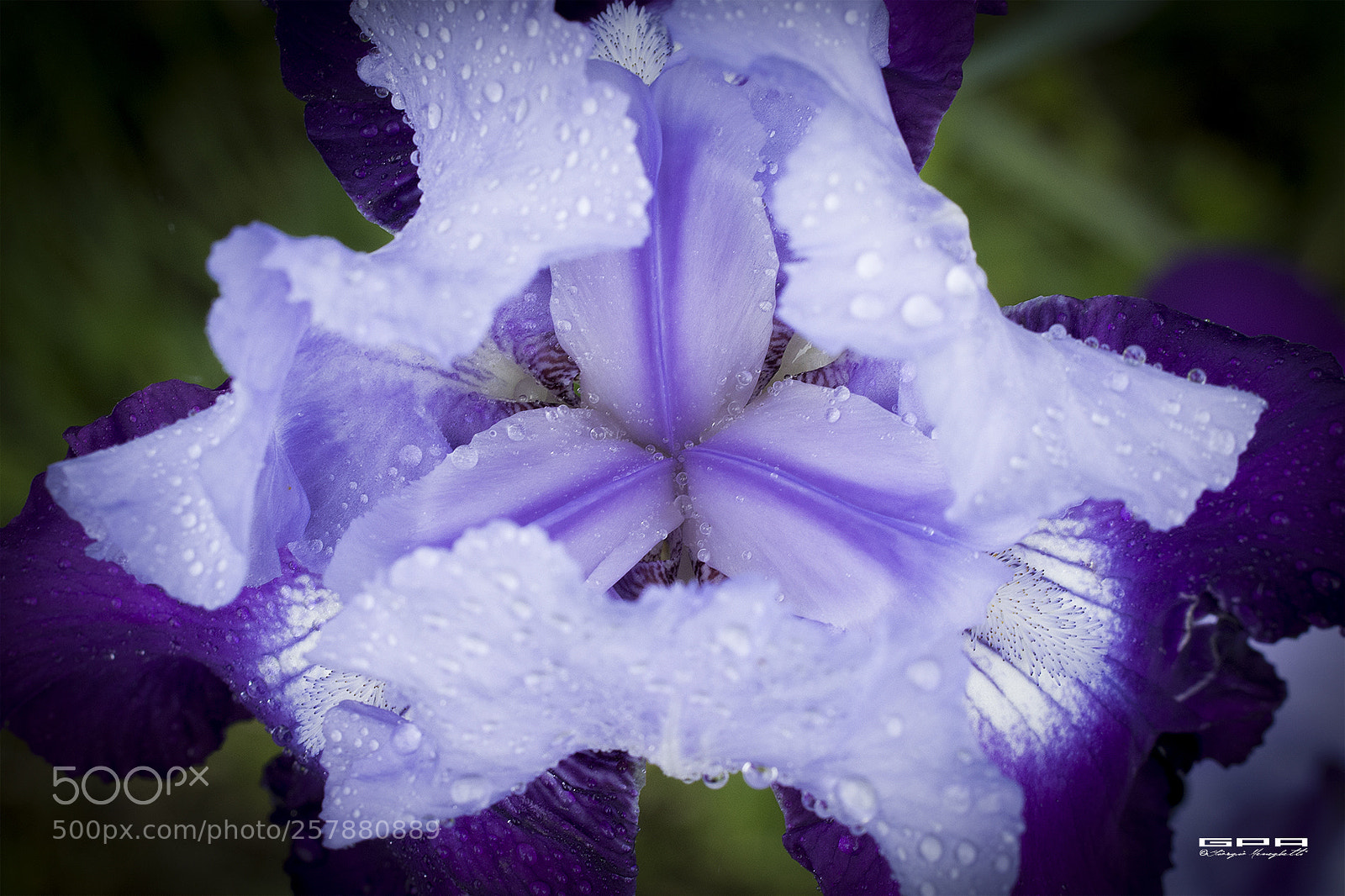 Nikon D7100 sample photo. Fiore photography