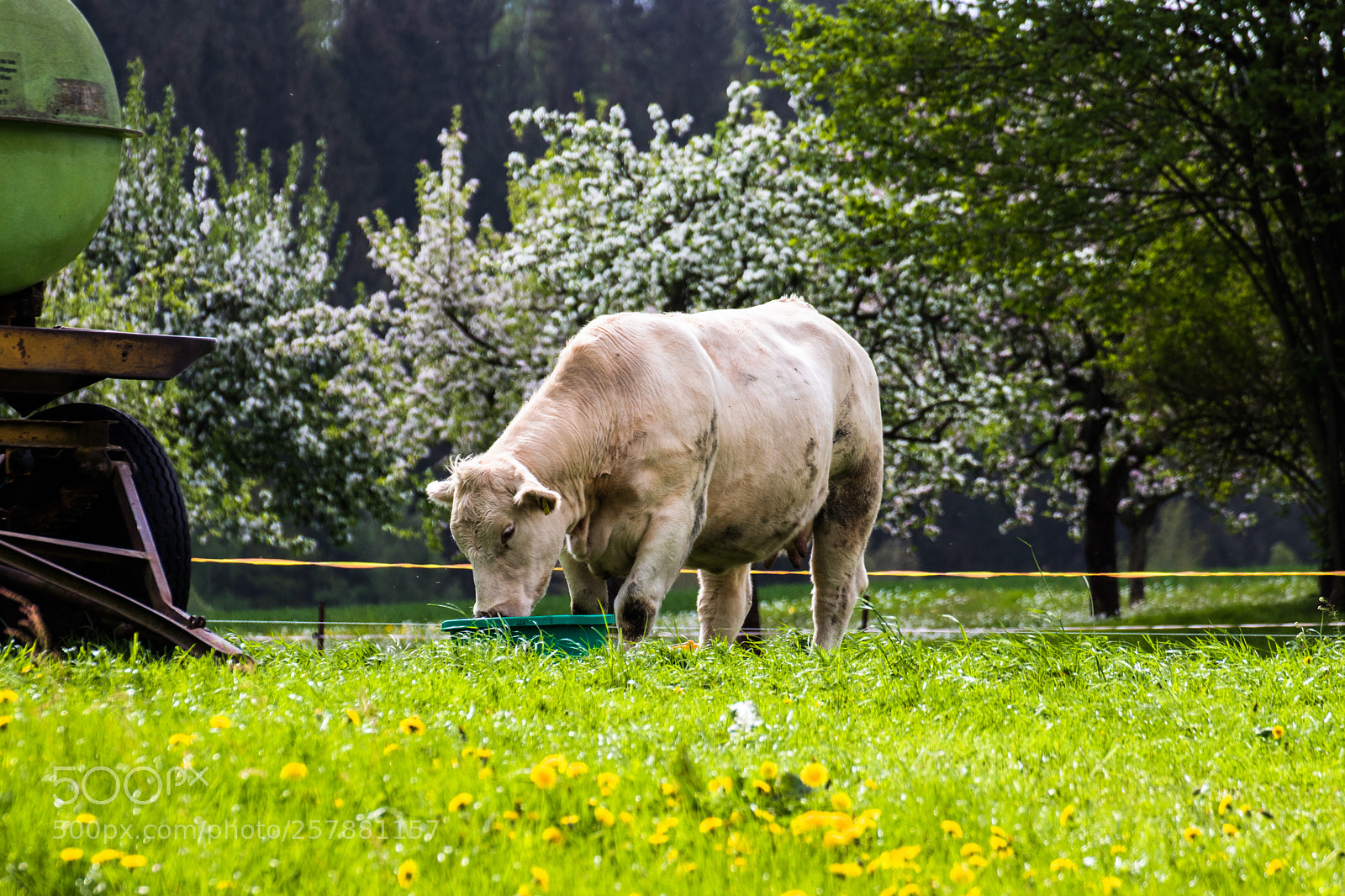 Canon EOS 80D sample photo. Cow on grass photography