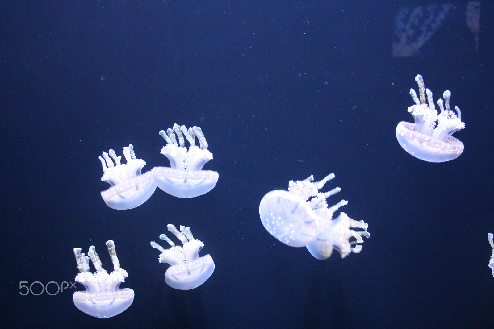 Canon EOS 1000D (EOS Digital Rebel XS / EOS Kiss F) sample photo. White spotted jelly fish photography