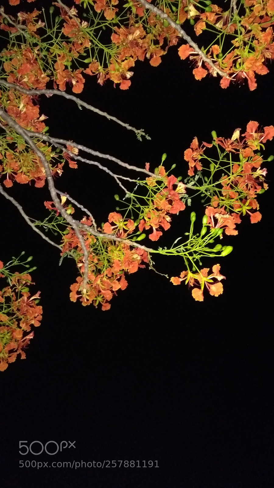 Motorola Moto G (5S) Plus sample photo. Untitled photography