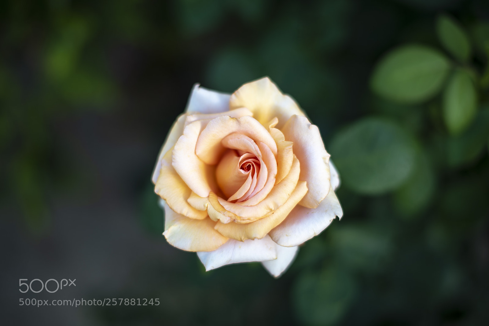 Nikon D810 sample photo. Rose in delano, ca photography