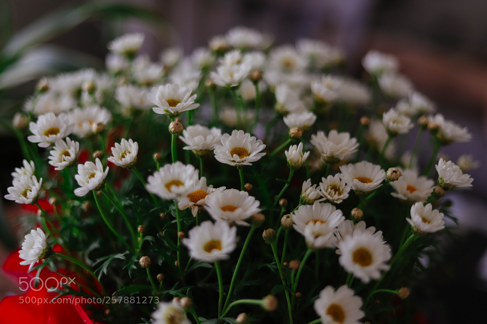 Canon EOS 6D Mark II sample photo. Petite daisys photography