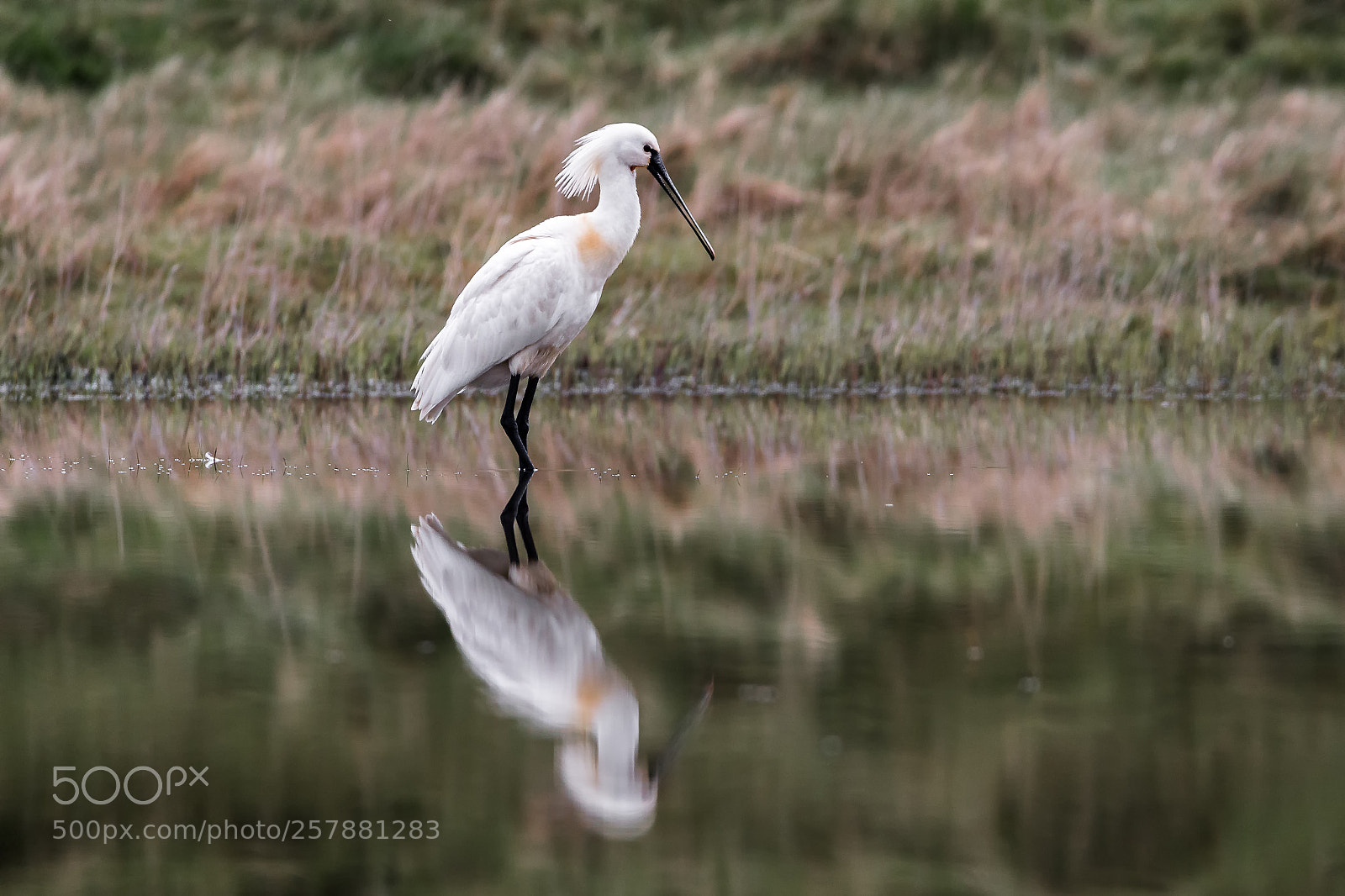 Canon EOS 70D sample photo. Eurasian spoonbill photography