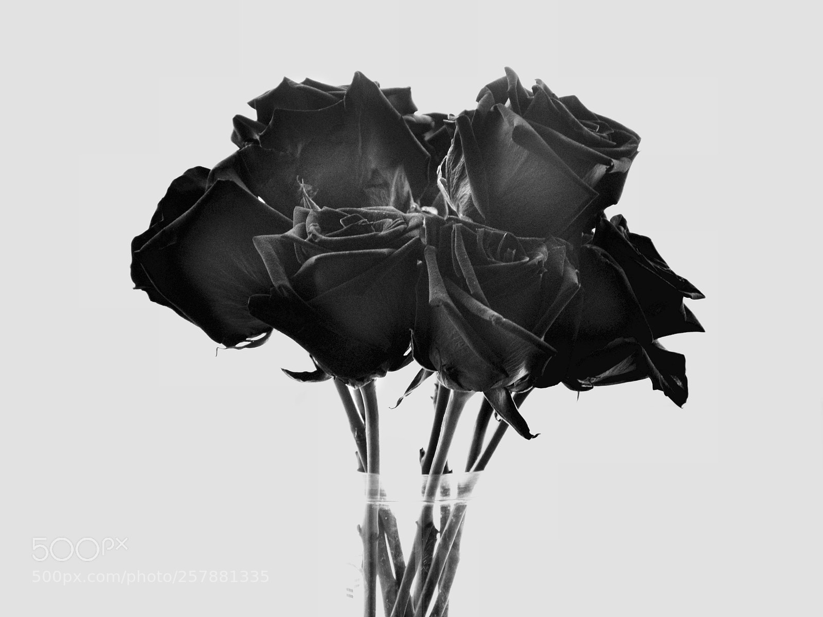 Nikon D90 sample photo. Black rose photography
