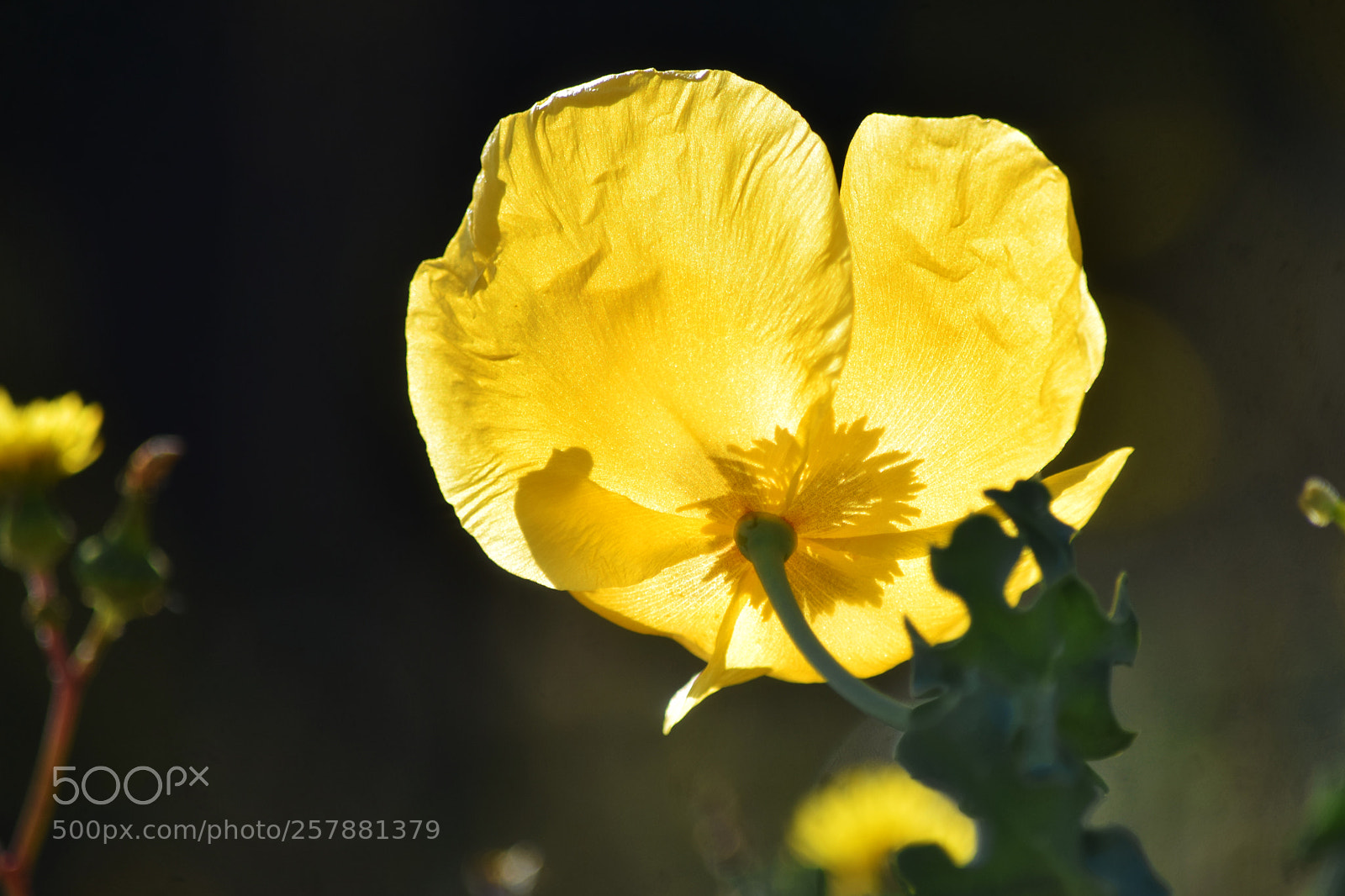 Nikon D5300 sample photo. Gelber mohn photography