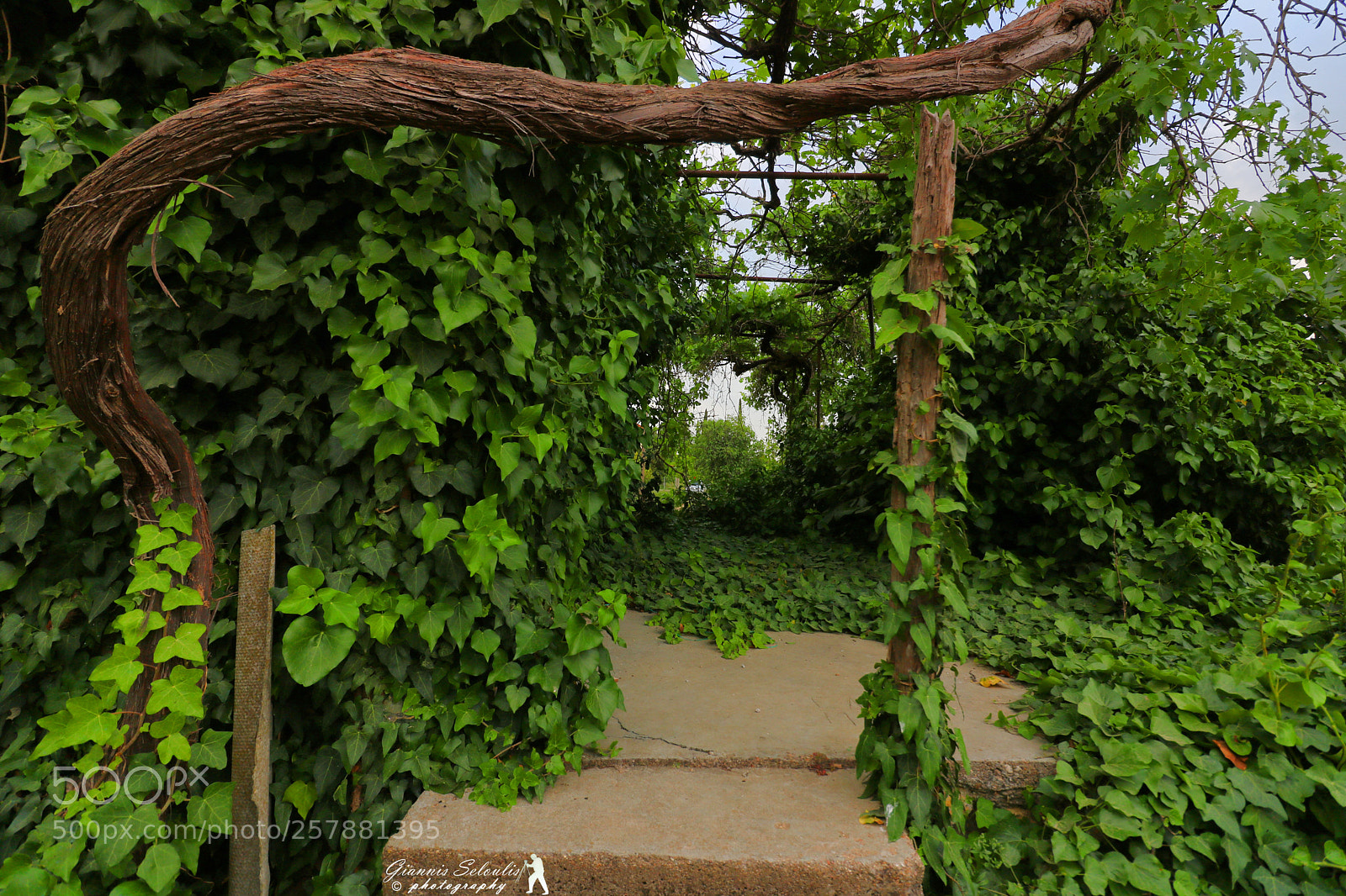 Canon EOS 760D (EOS Rebel T6s / EOS 8000D) sample photo. Ανοιξιάτικες ομορφιές Πλάτη-Καναλουπού Μεσσηνίας photography