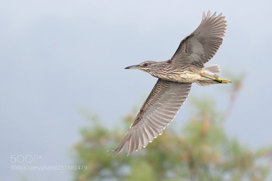 Canon EOS 7D Mark II sample photo. Night heron photography