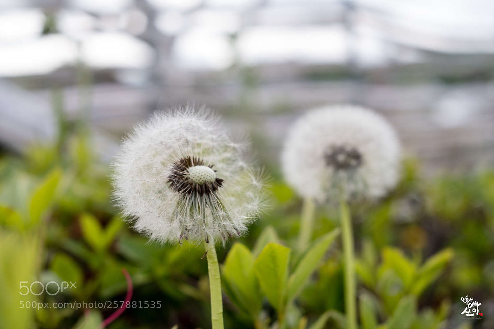 Fujifilm X-T2 sample photo. Dndelion photography