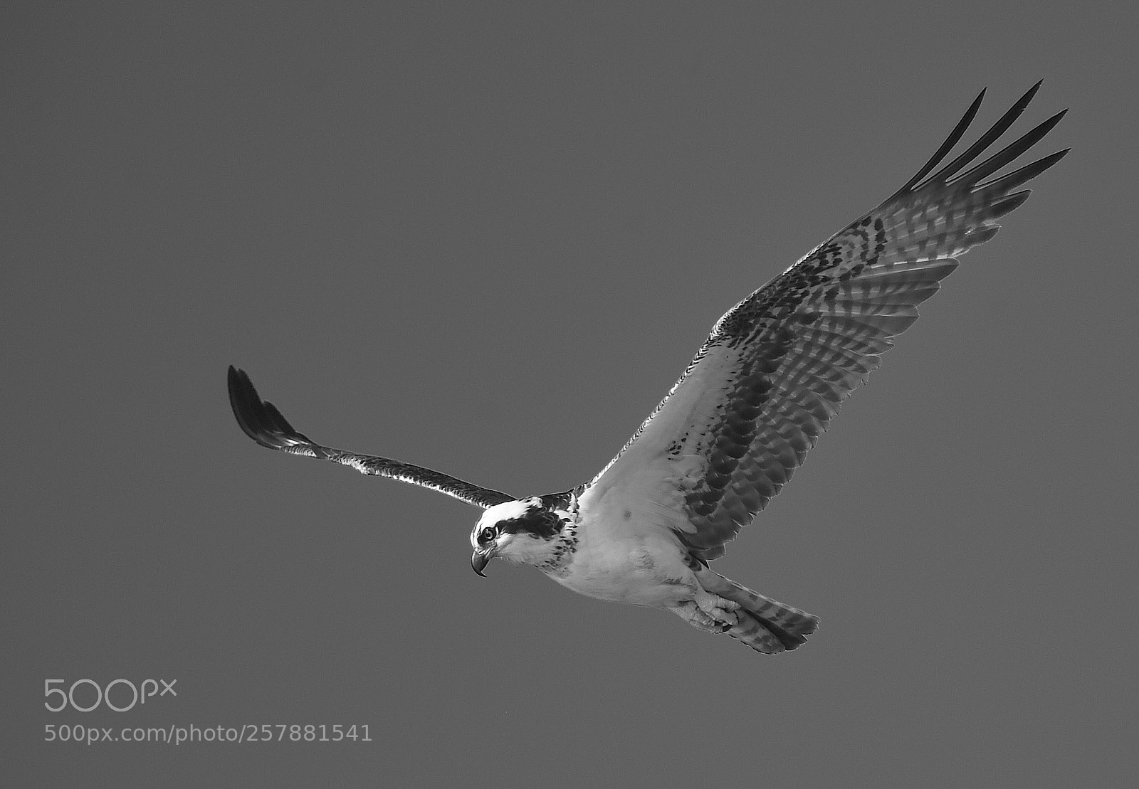 Nikon D4S sample photo. Watcher monochrome photography