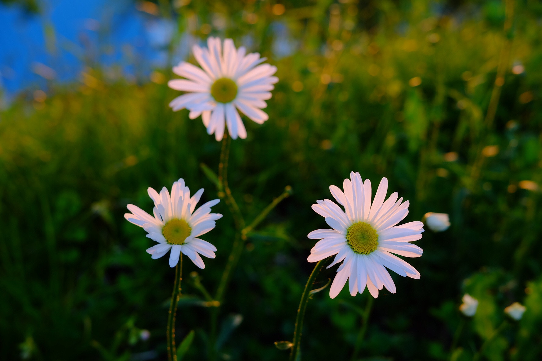Fujifilm X-A1 sample photo
