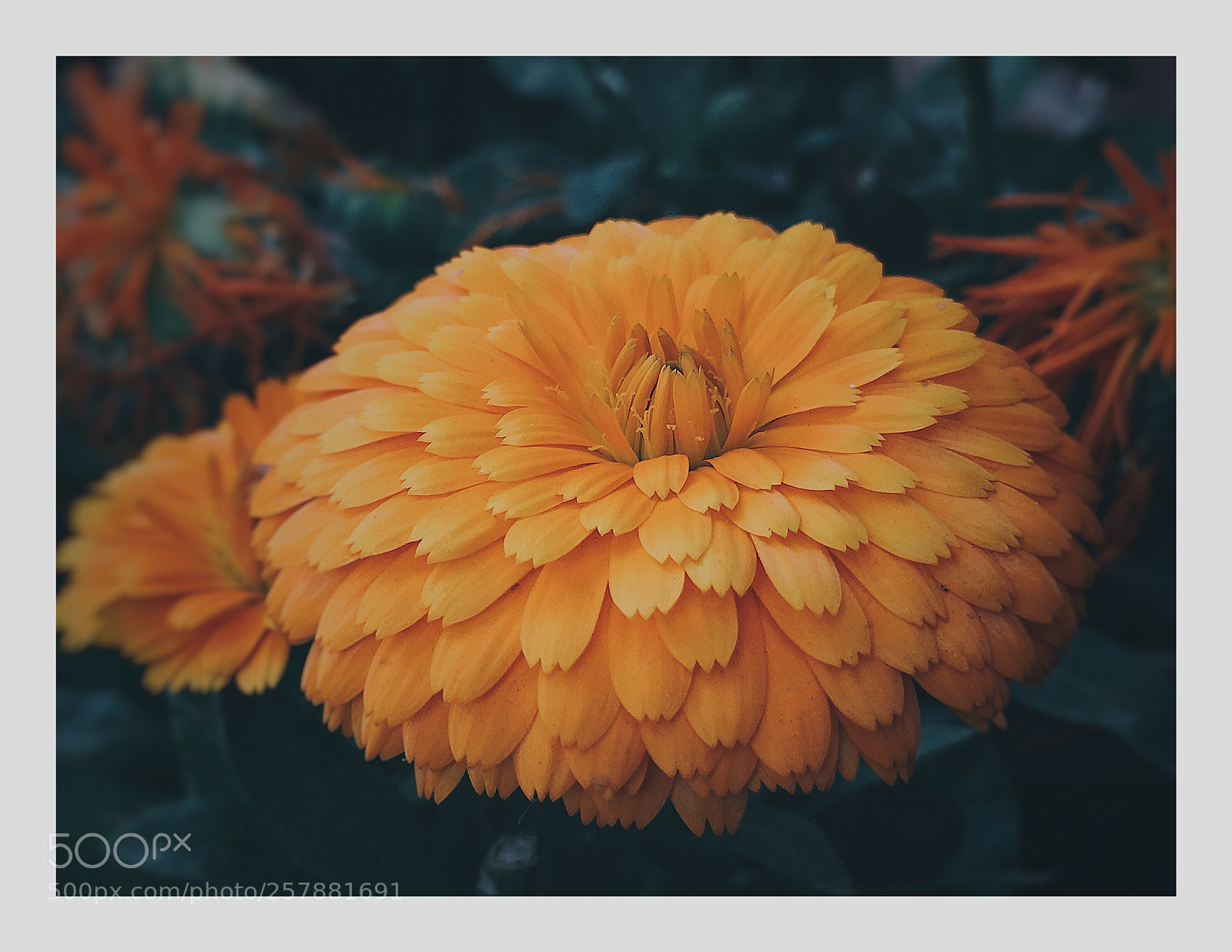 Apple iPhone 6s sample photo. Untitled photography