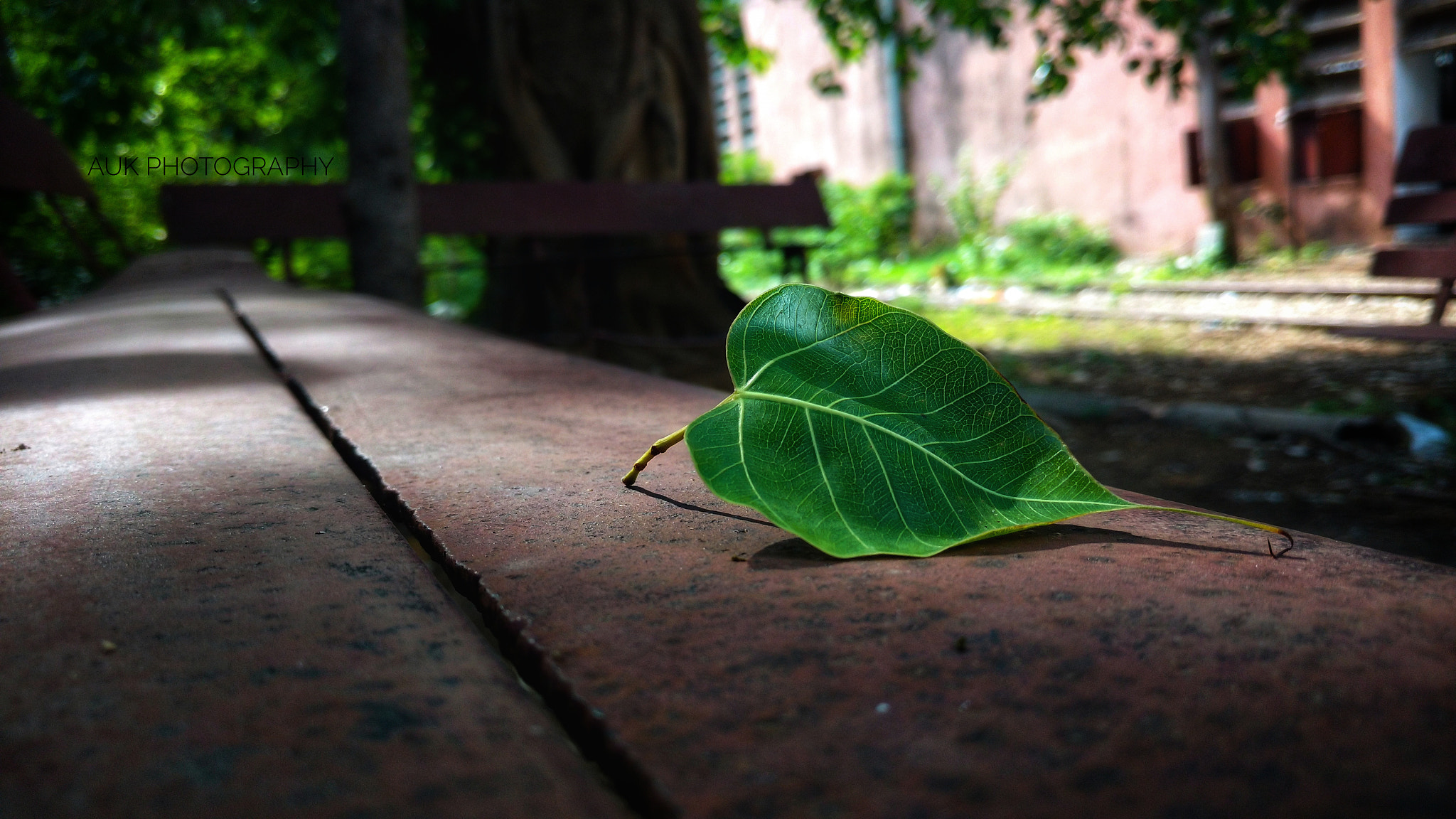 Motorola Moto X Play sample photo. Green leaf photography