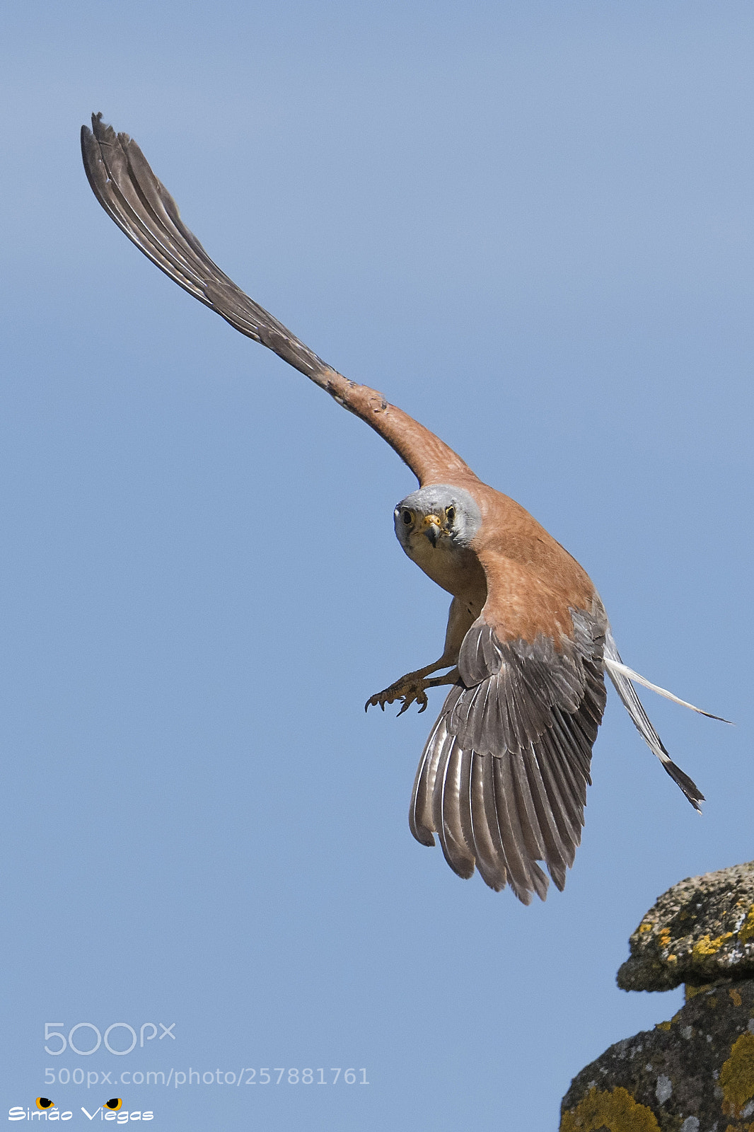 Nikon D500 sample photo. Falco naumanni peneireiro-das-torres lesser photography