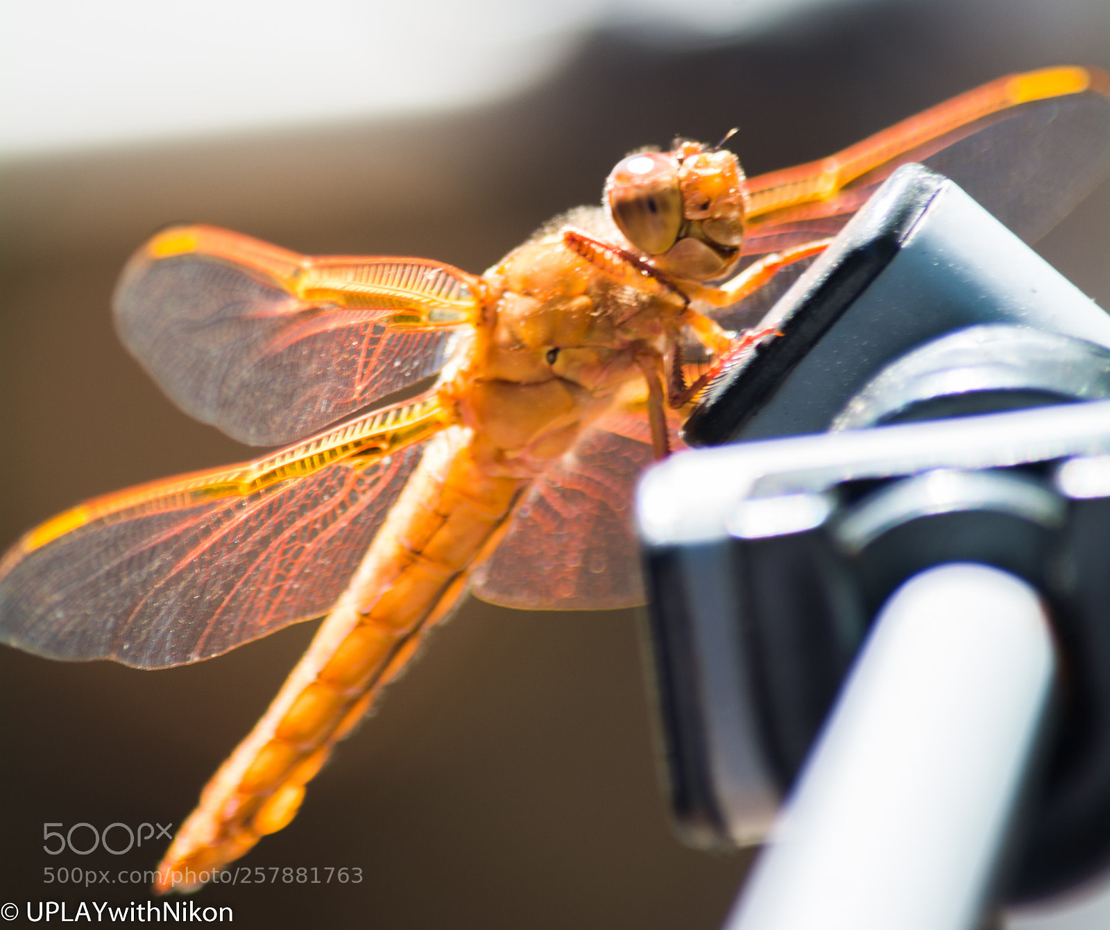 Nikon D5200 sample photo. Dragon in my patio! photography