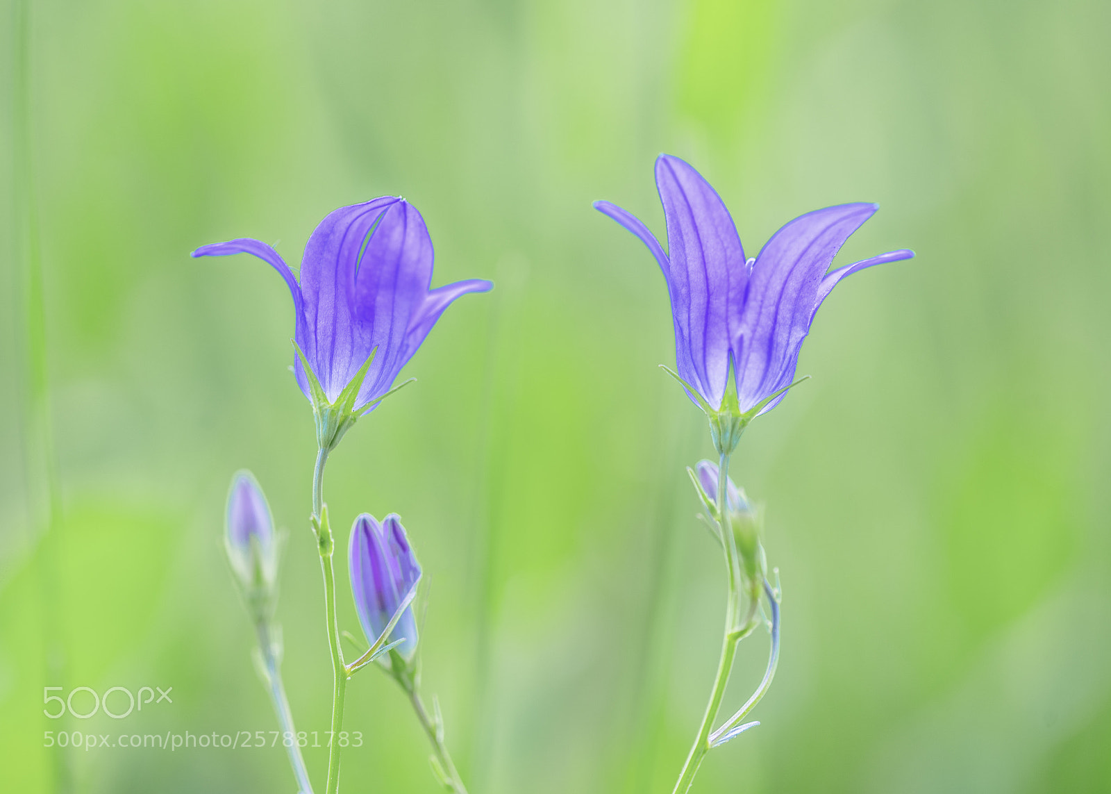 Nikon D750 sample photo. Campanula photography