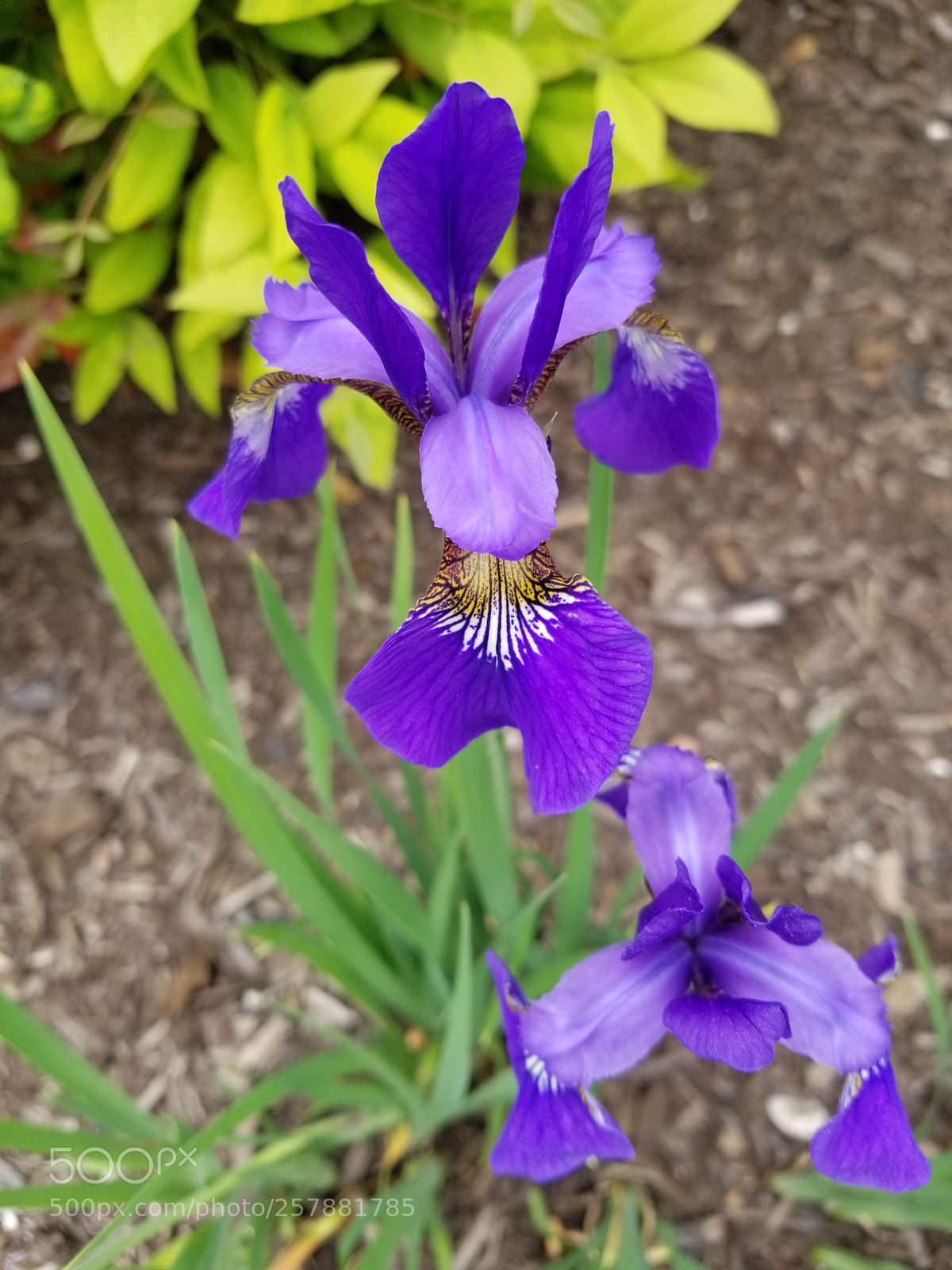 Samsung Galaxy S8+ sample photo. Untitled photography