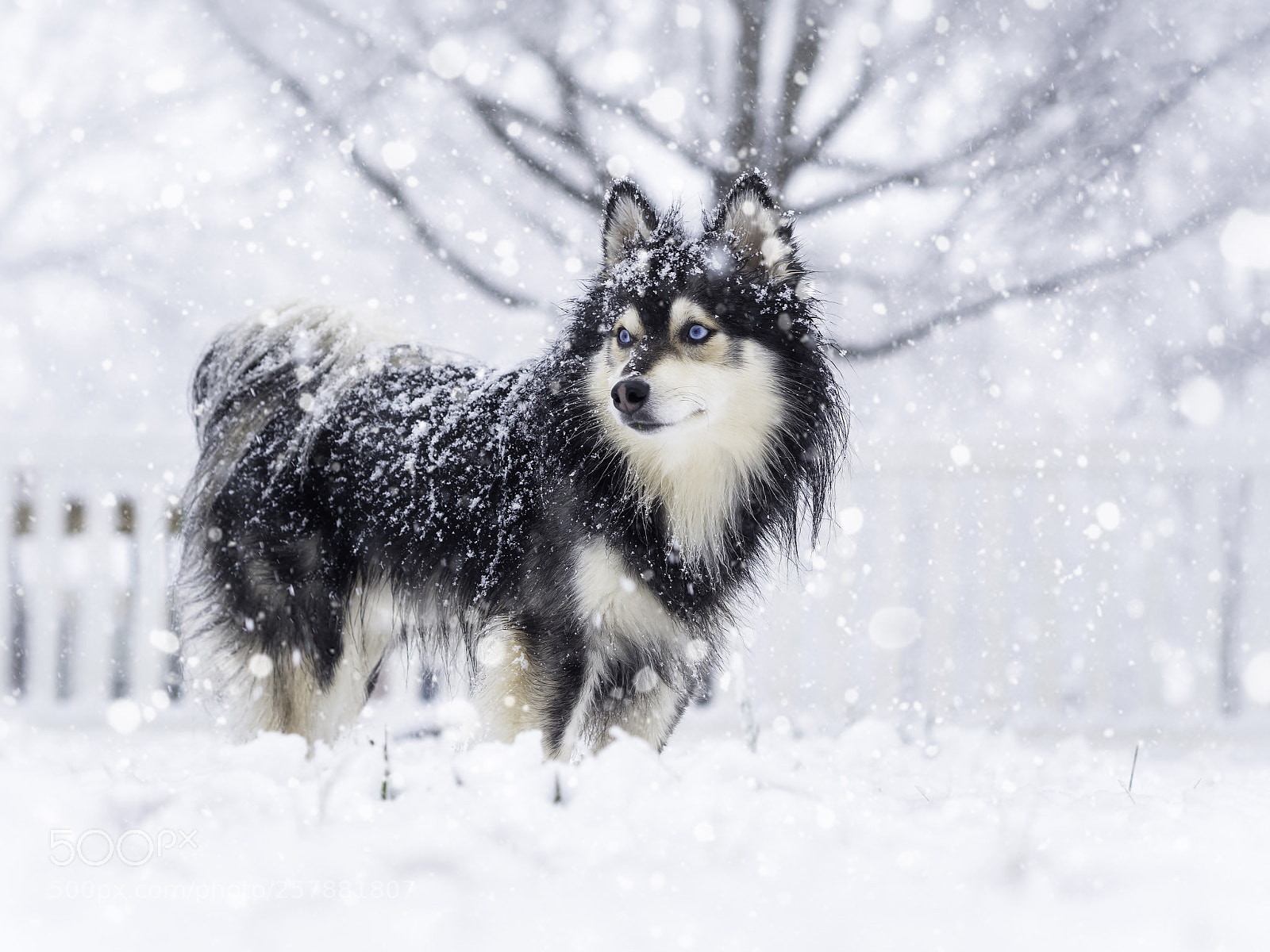 Olympus OM-D E-M5 II sample photo. Snow dog photography