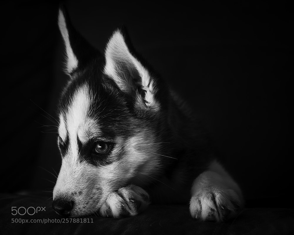 Olympus OM-D E-M5 II sample photo. Husky puppy photography
