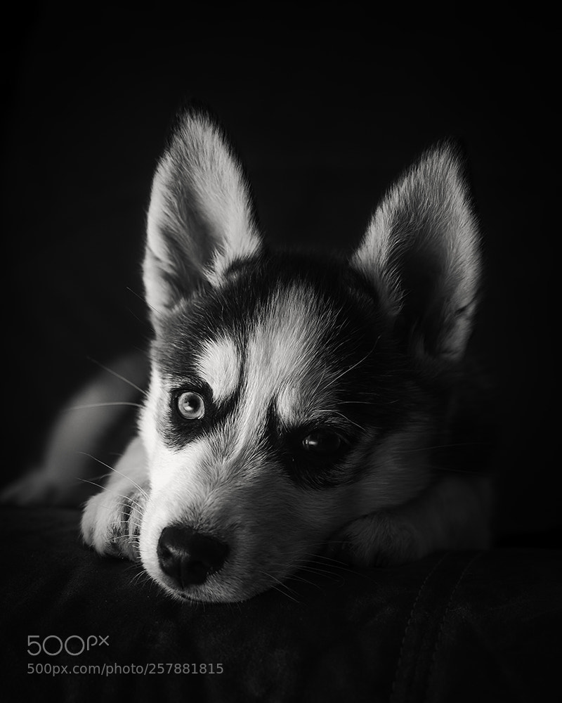 Olympus OM-D E-M5 II sample photo. Husky puppy photography
