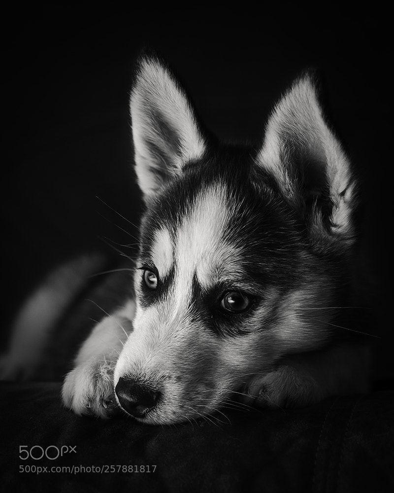 Olympus OM-D E-M5 II sample photo. Husky puppy photography
