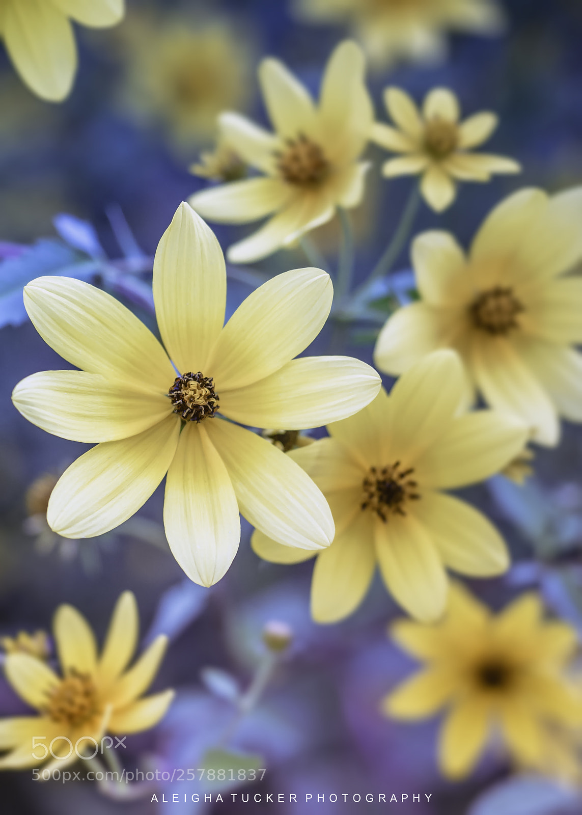 Olympus OM-D E-M5 II sample photo. Spring flowers photography