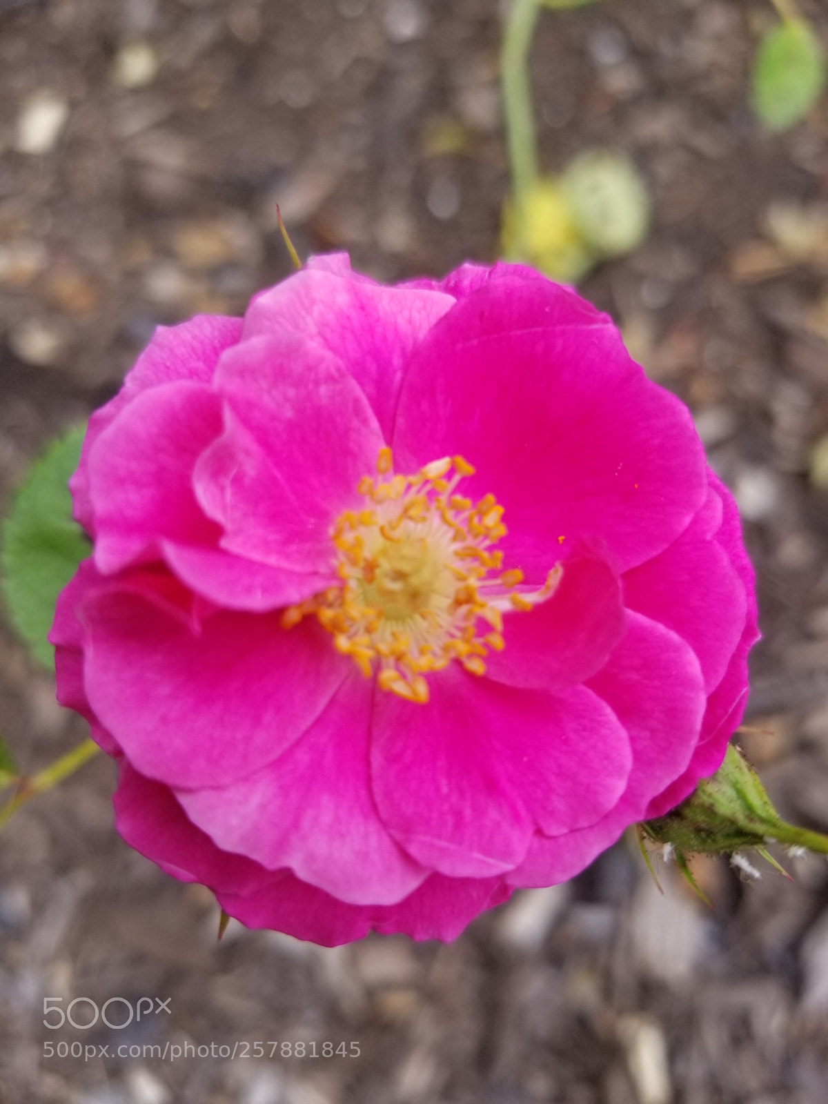 Samsung Galaxy S8+ sample photo. Untitled photography