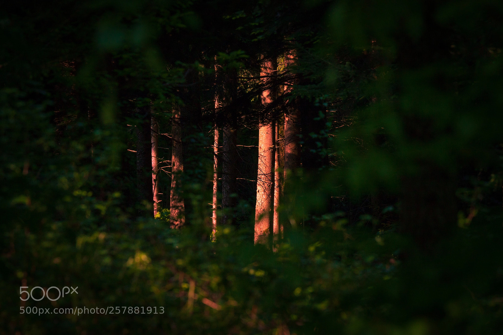 Canon EOS 5D Mark II sample photo. In the woods photography