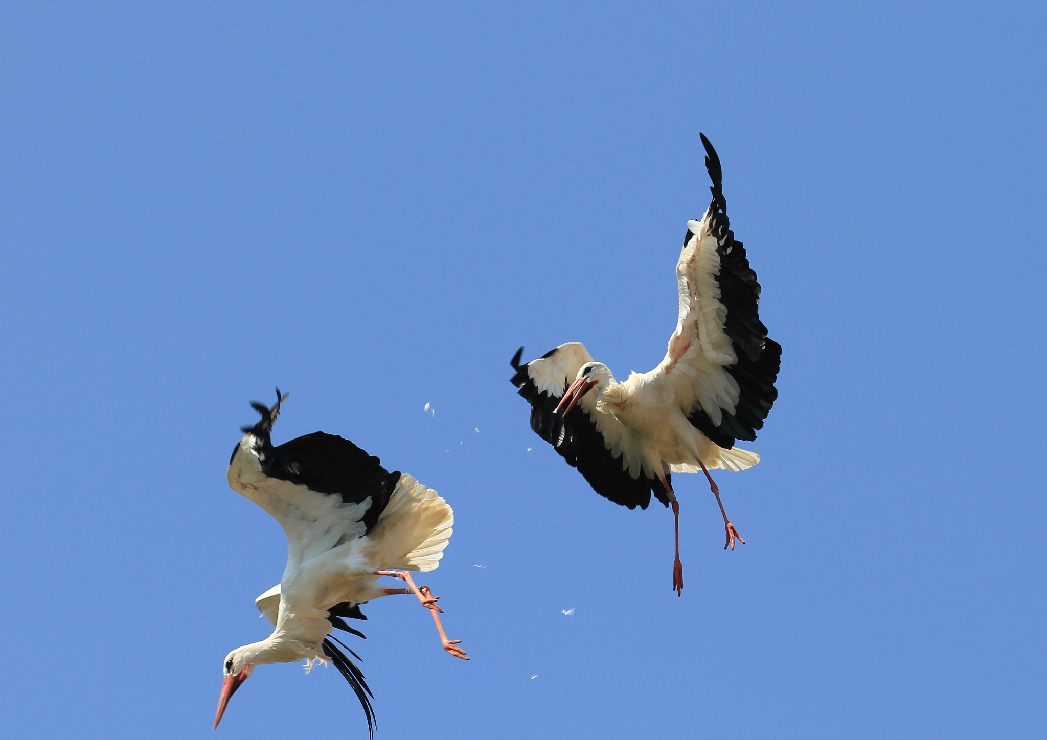 Canon EOS 7D + Canon EF 100-400mm F4.5-5.6L IS II USM sample photo. Fight between too storks photography