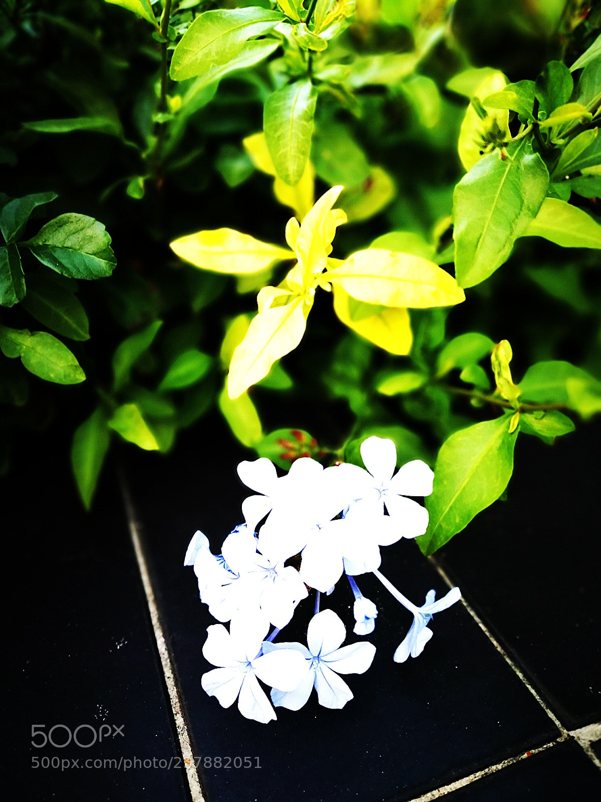 HUAWEI P10 Plus sample photo. Flower photography