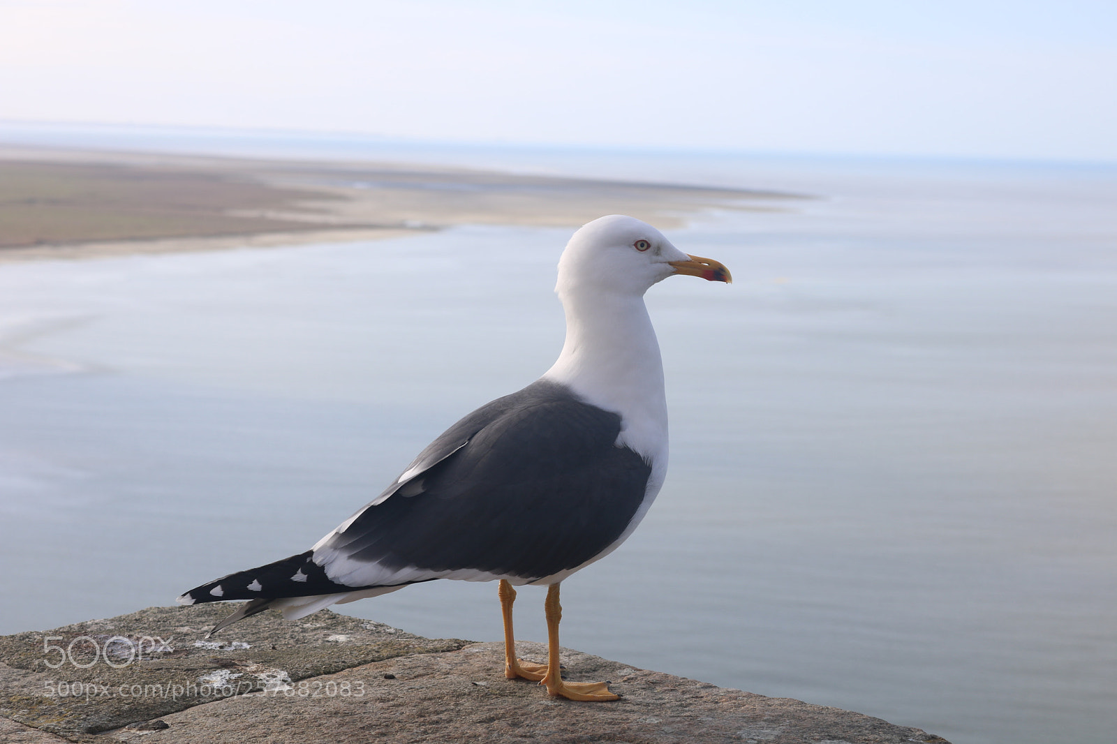 Canon EOS 750D (EOS Rebel T6i / EOS Kiss X8i) sample photo. Seagull - normandy coast photography