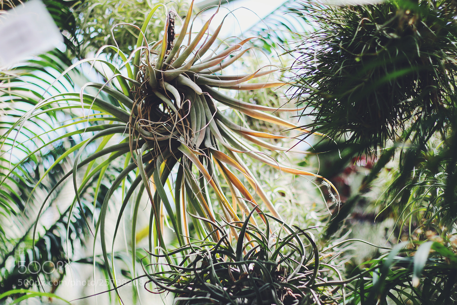 Canon EOS 70D sample photo. Botanical garden photography
