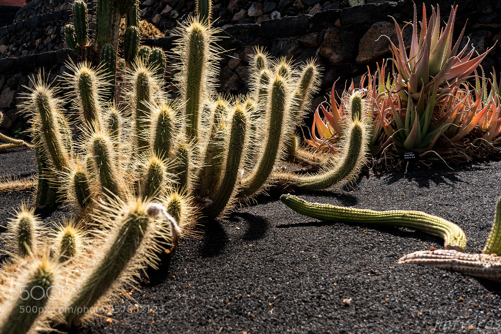 Nikon D5500 sample photo. Cactus photography