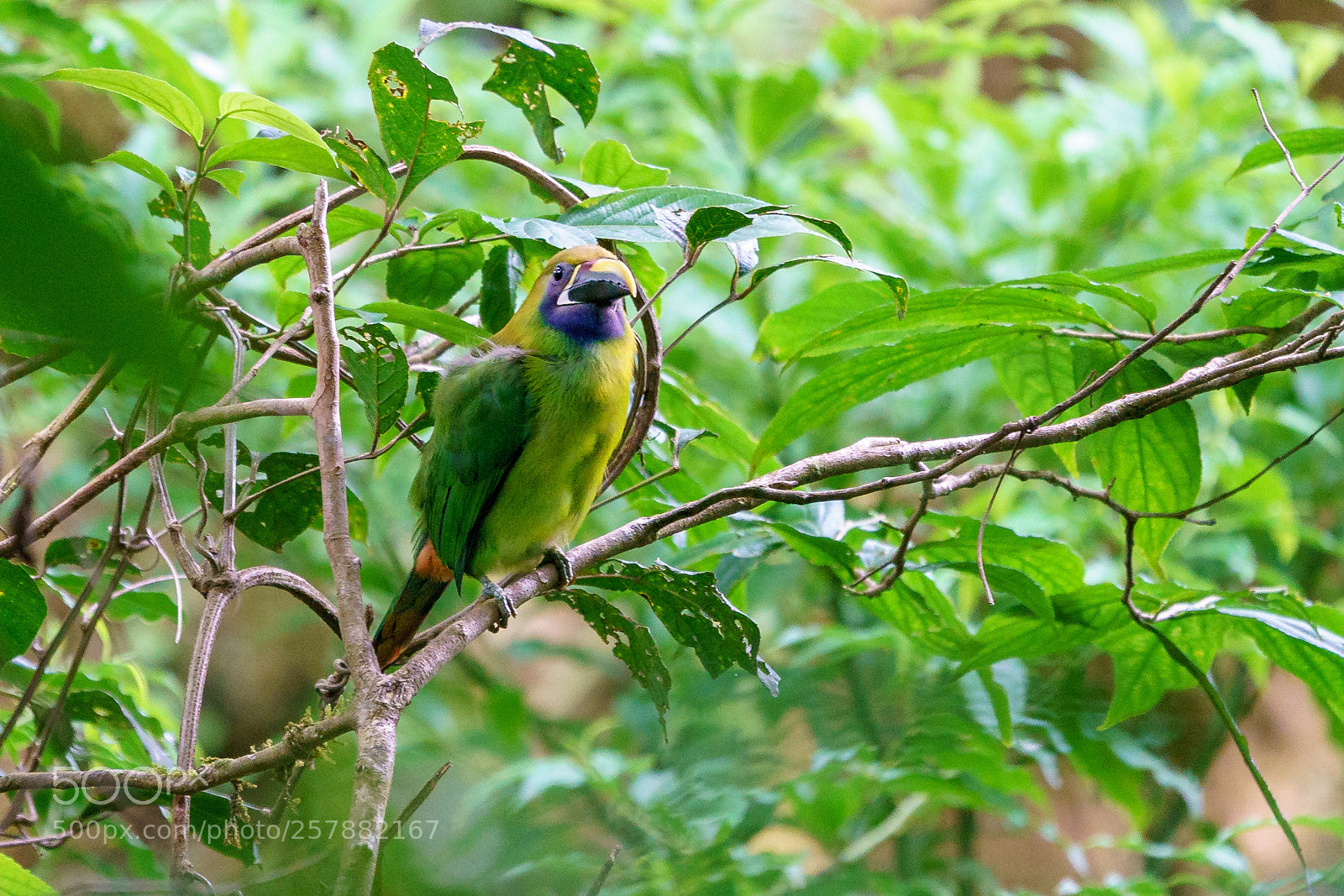 Sony a9 sample photo. Northern emerald toucanet photography