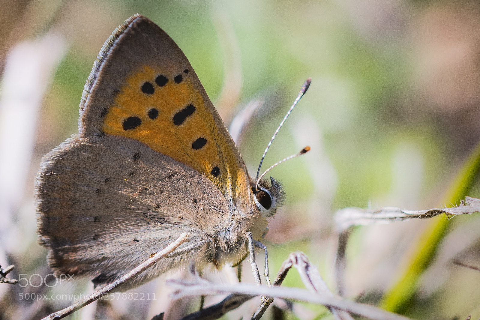 Nikon D500 sample photo. Lycaena phlaeas photography
