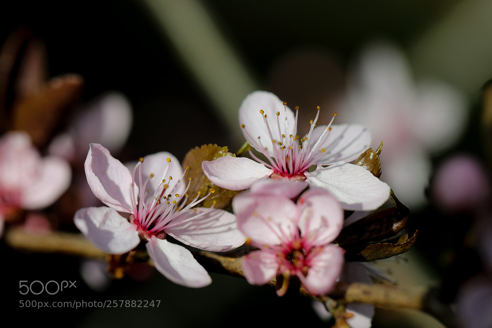 Canon EOS 5D Mark IV sample photo. Blutpflaume photography