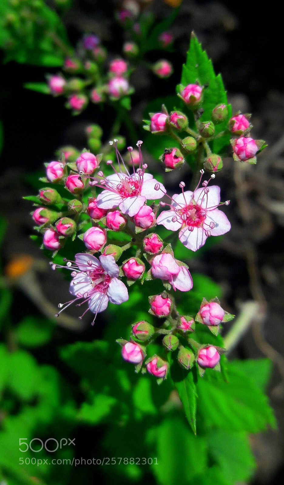 Samsung Galaxy J7 sample photo. Japanese spiraea photography
