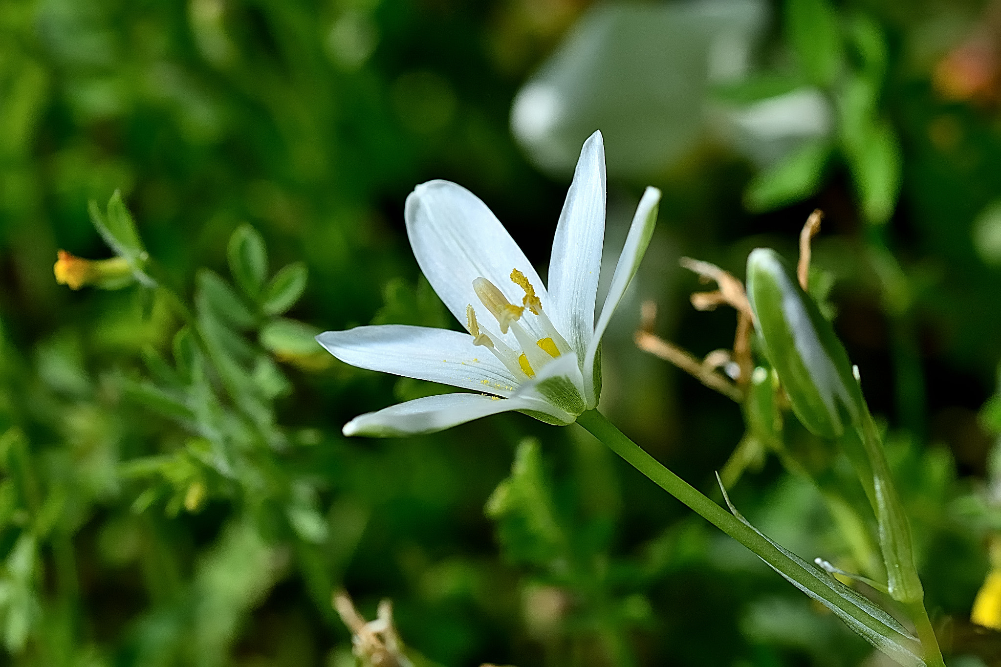 Sigma 105mm F2.8 EX DG OS HSM sample photo. Ds photography