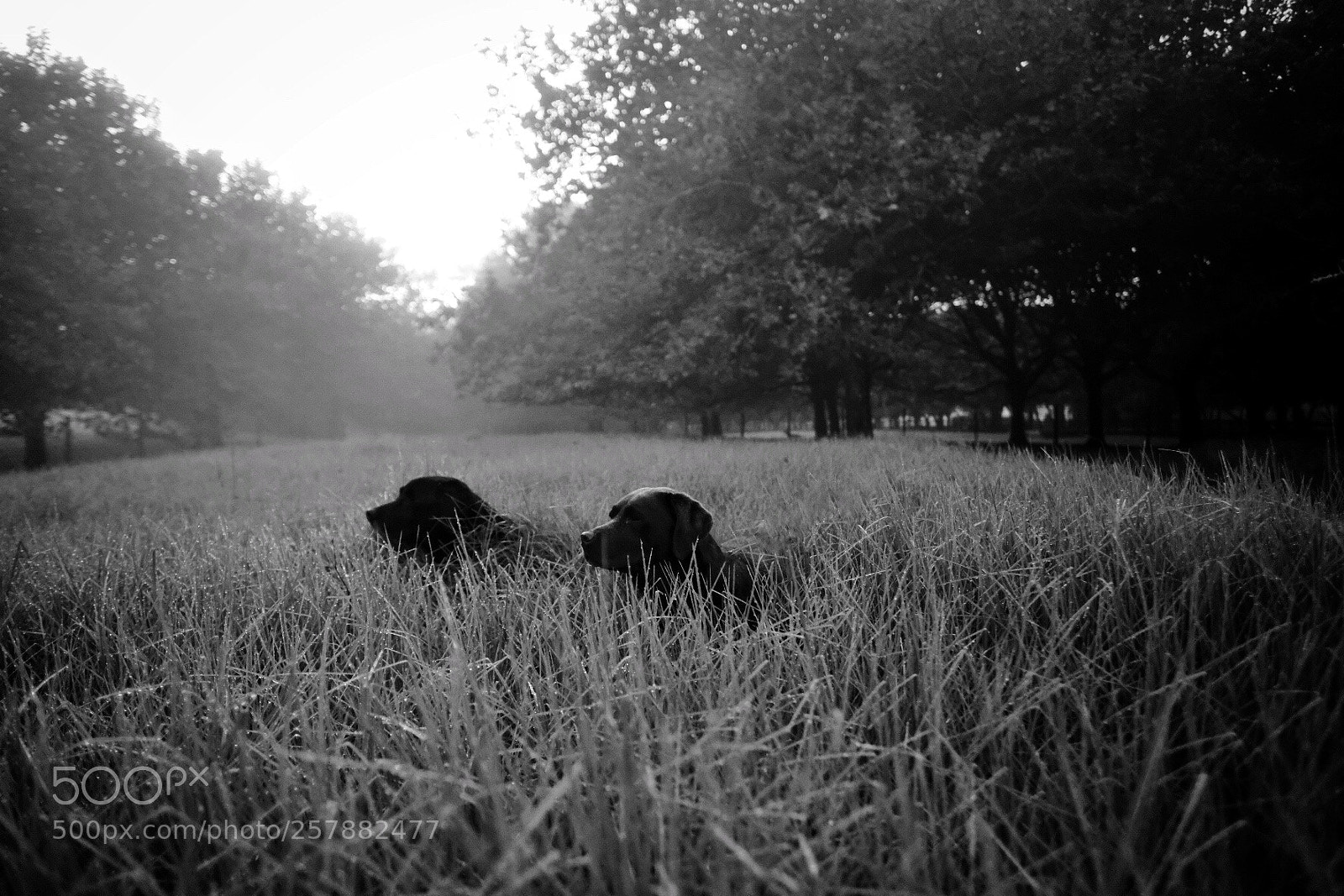 Fujifilm X-T2 sample photo. Early morning labs photography
