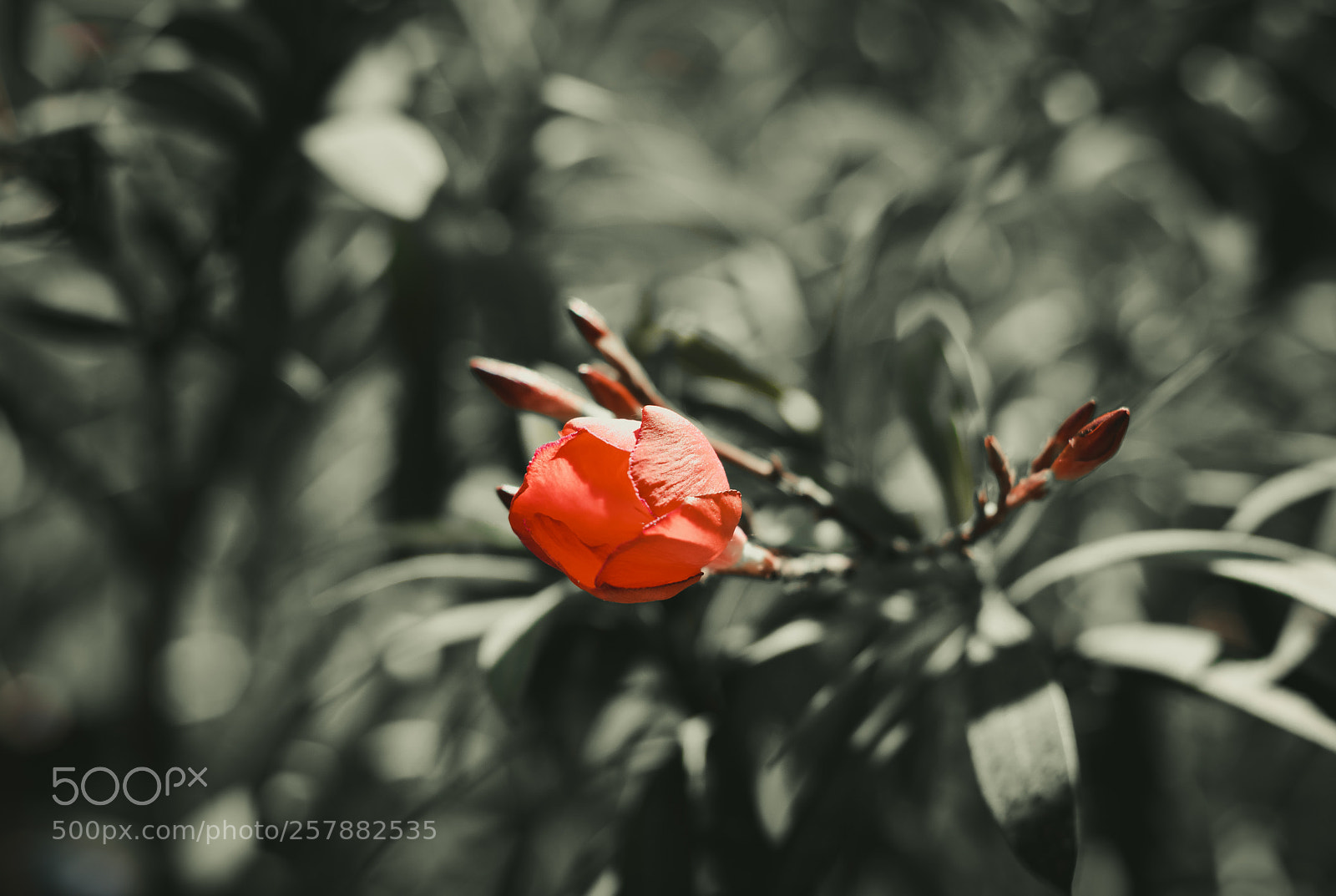 Canon EOS 760D (EOS Rebel T6s / EOS 8000D) sample photo. Morning photography