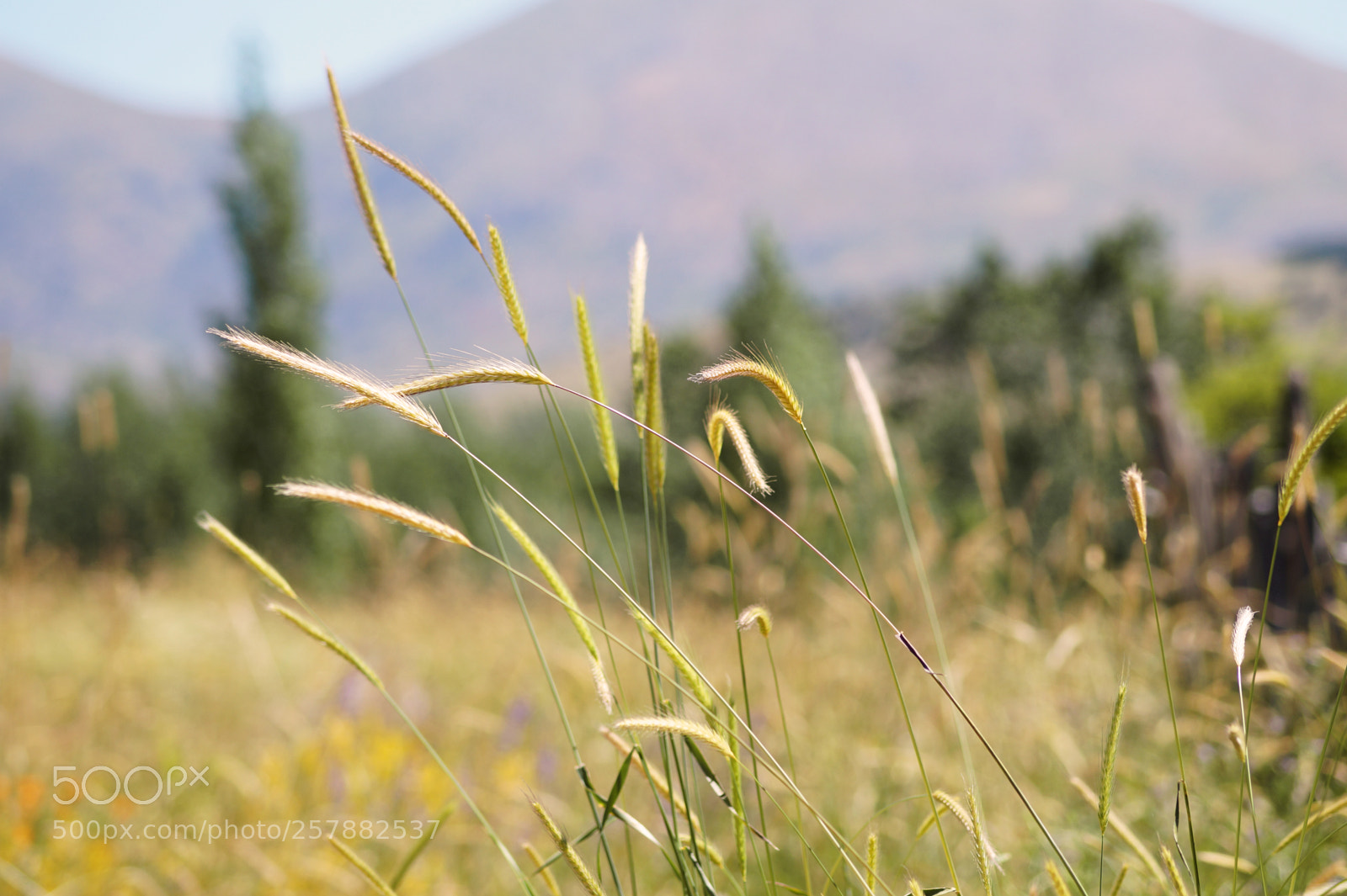 Sony SLT-A58 sample photo. Untitled photography